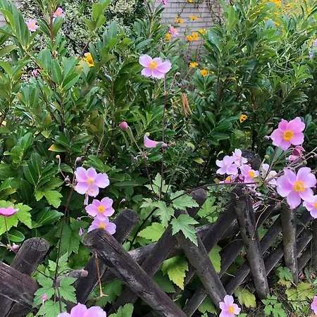 펜션 Fewo-schnoor *