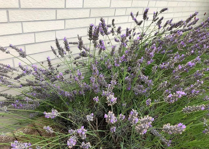 Fewo-schnoor Semesterbostad